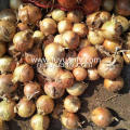 Groothandel New Crop Yellow Onion